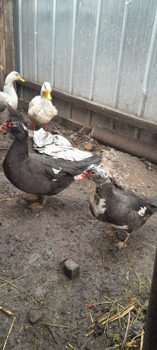 Индоутки семейки