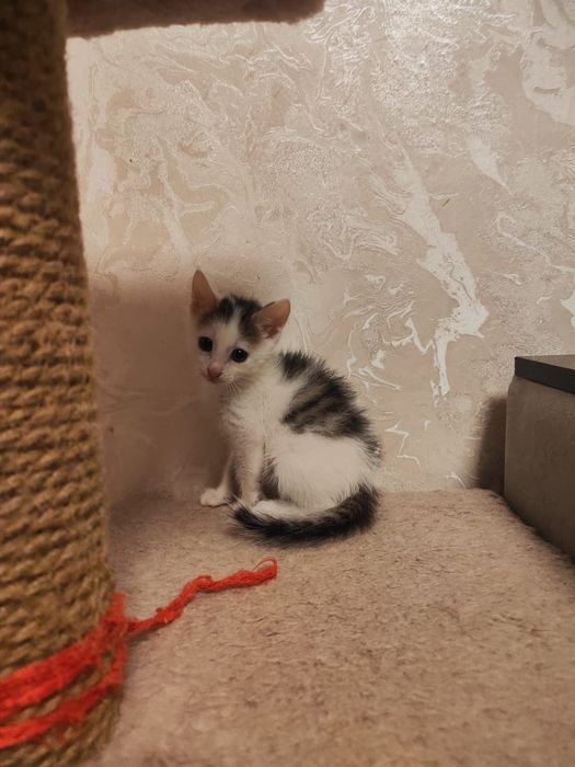 Отдам котика в добрые руки