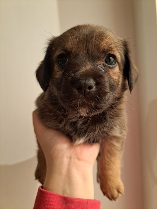 Ofer câini de talie mică/medie spre adopție