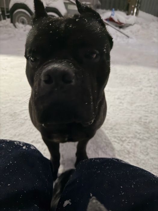 Кане корсо на вязку НЕ ПРОДАЖА