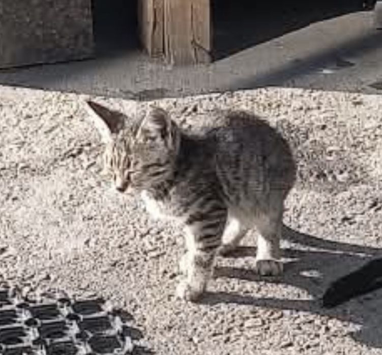 Отдам в добрые руки котят