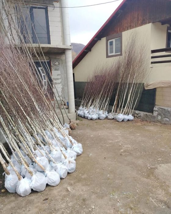 Vand mesteacăn alb dimensiuni de la 1-6 m diferite specii dif inaltimi