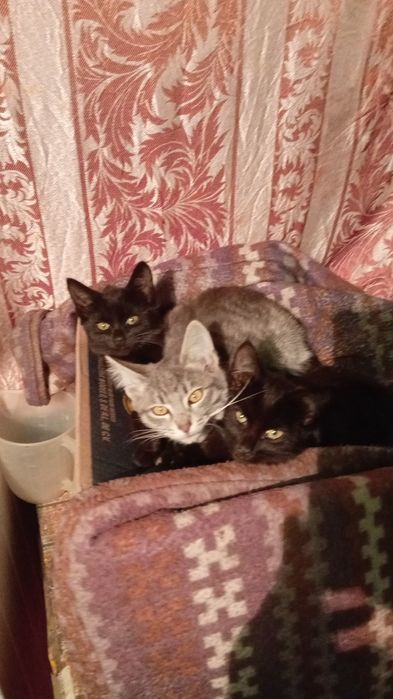 Котята бесплатно