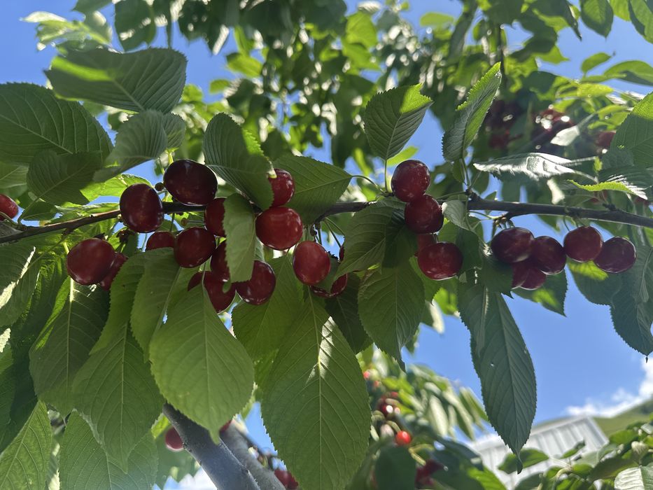 Калированная Черешня Домашний