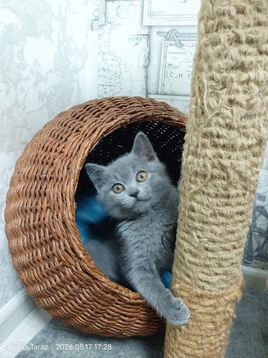 Продается котенок