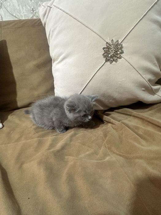 Шатландские котята