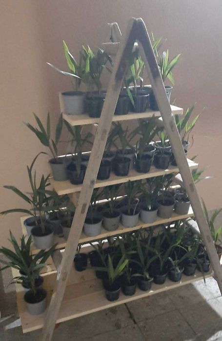 Студоустойчиви палми Трахикарпус и семена