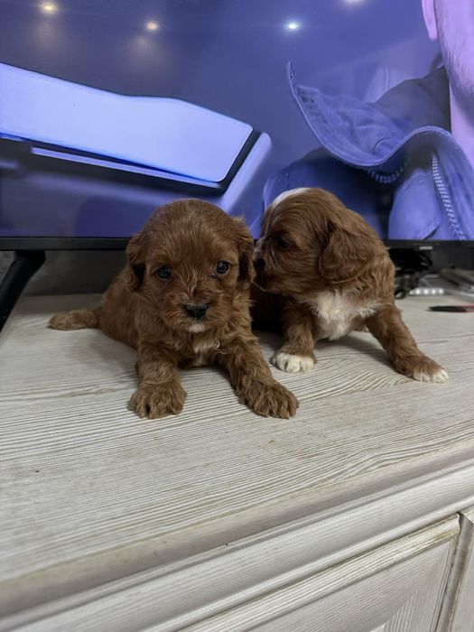 Cavapoo/Кавапоо