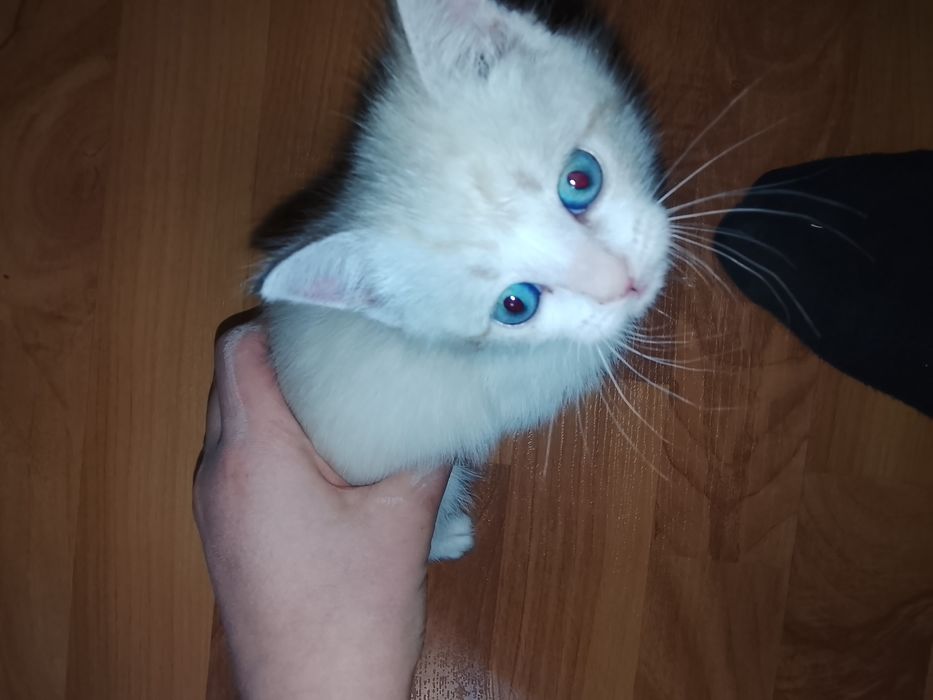 Отдам котенка а добрые руки