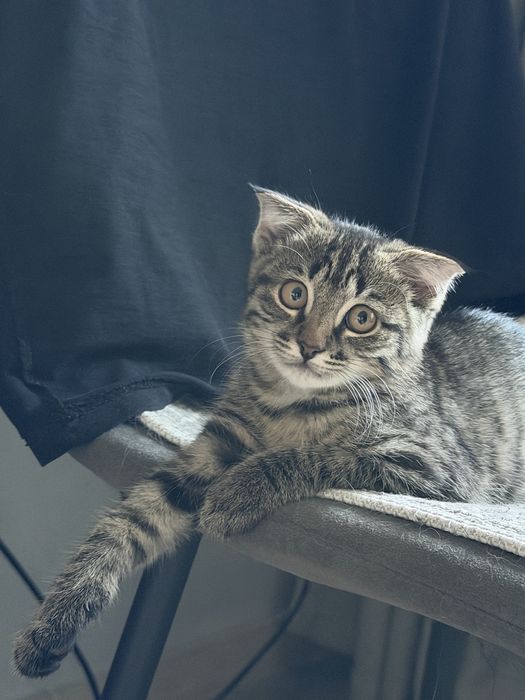 Шотландский вислоухий котёнок