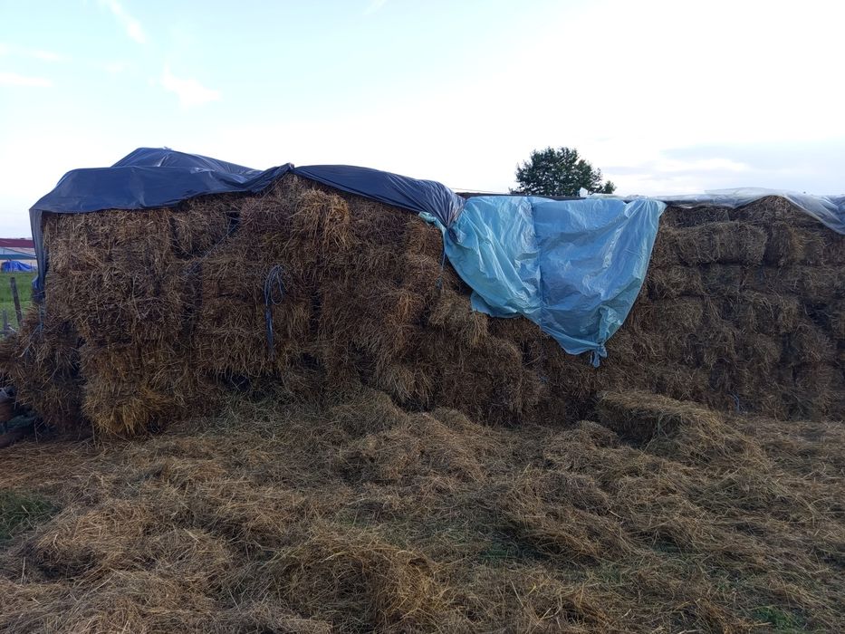 Vând 200 de baloți dreptunghiulari