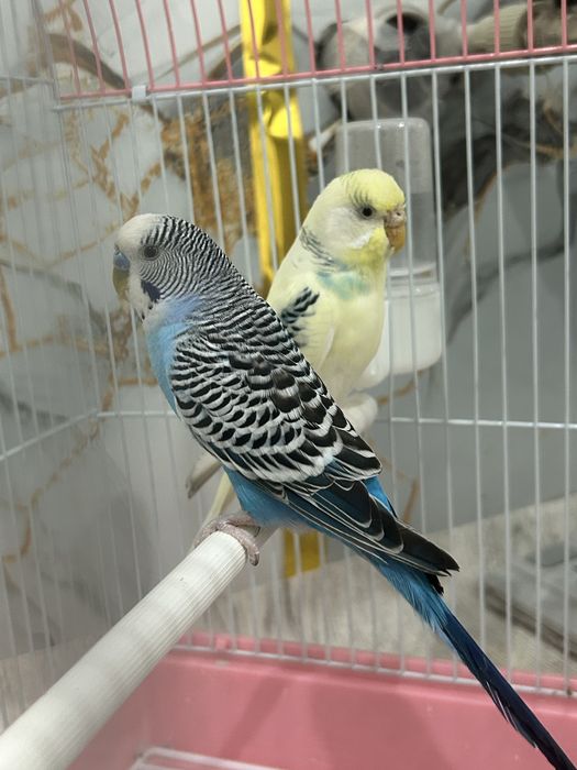 Попугай волнистики продажа