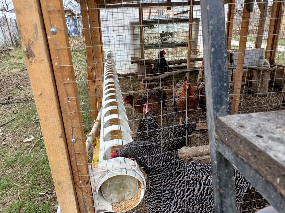 Кормушка для курей