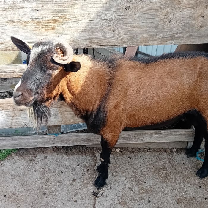 Tap alpin francez și 2 iezi alpini francezi