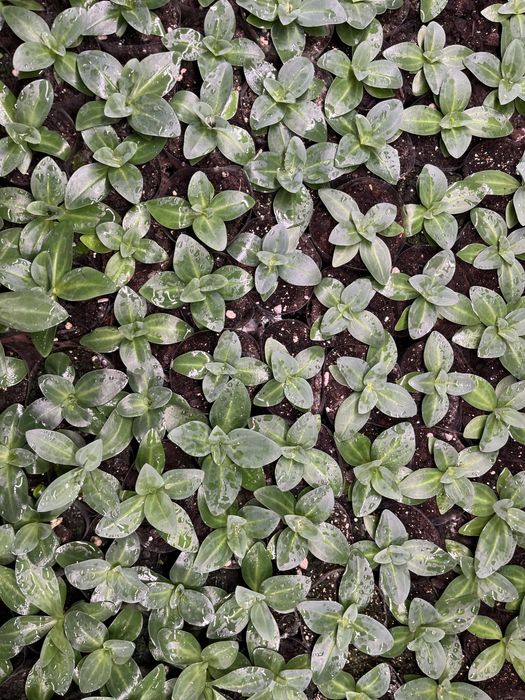 Эустома цветы рассада