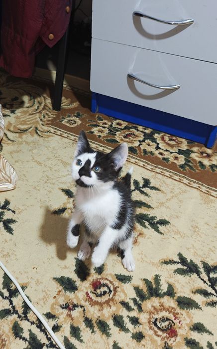 Отдам котёнка в добрые руки.
