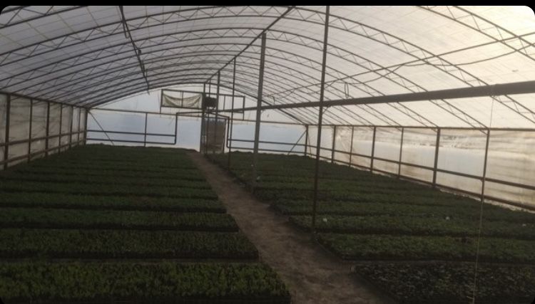 Продам теплицу 2 теплица и 1 для рассады