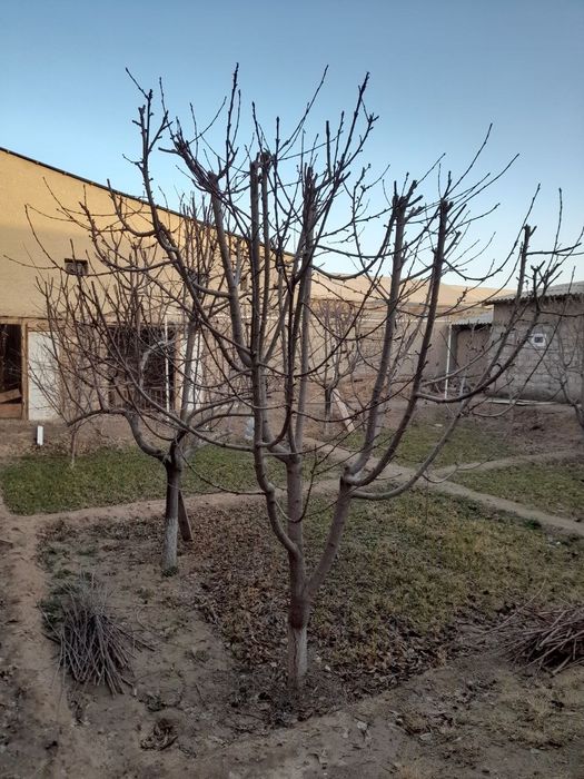 Истиклол туйхонани оркасида ховли сотилади