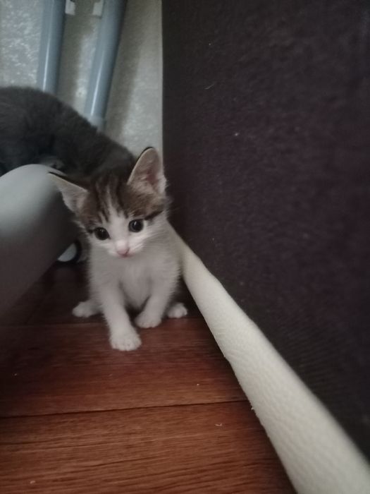 Отдадим Котят бесплатно.