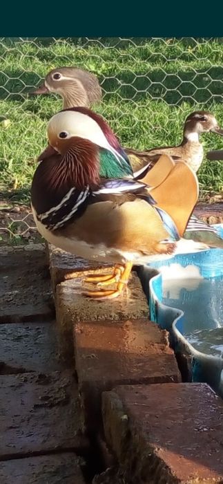 Rațe exotice Mandarine ( pasari de balta/apa mandarin)