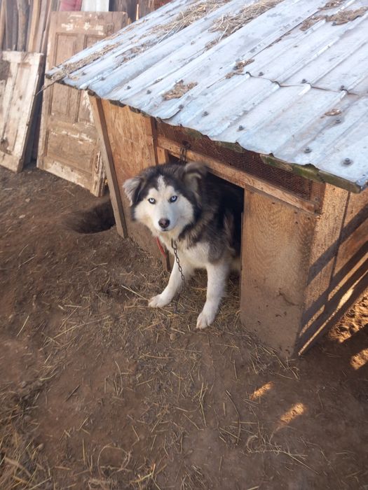 Donez  unei familii iubitoare  o cățelusa  husky