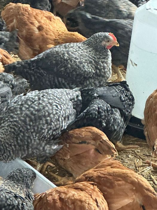 Puii de carne si rasa mixta!