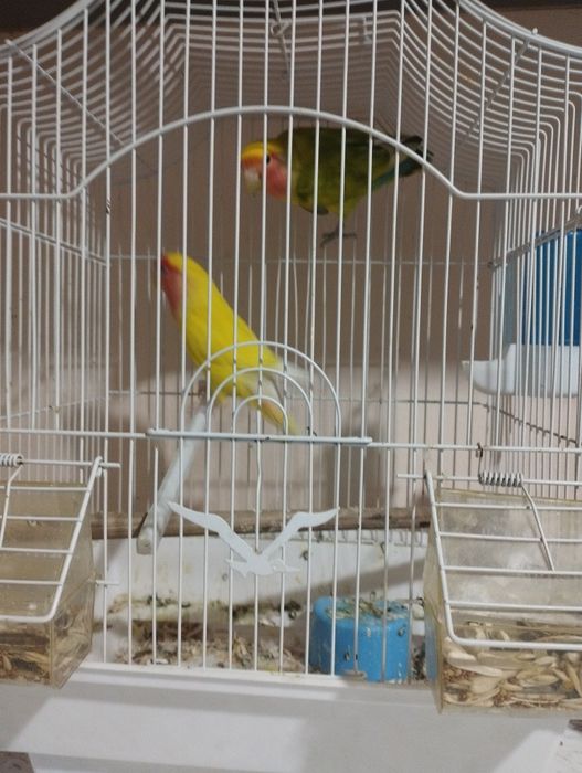 Неразлучник Папугай пара