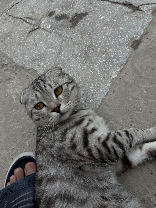 Зотли мушуг сотилади