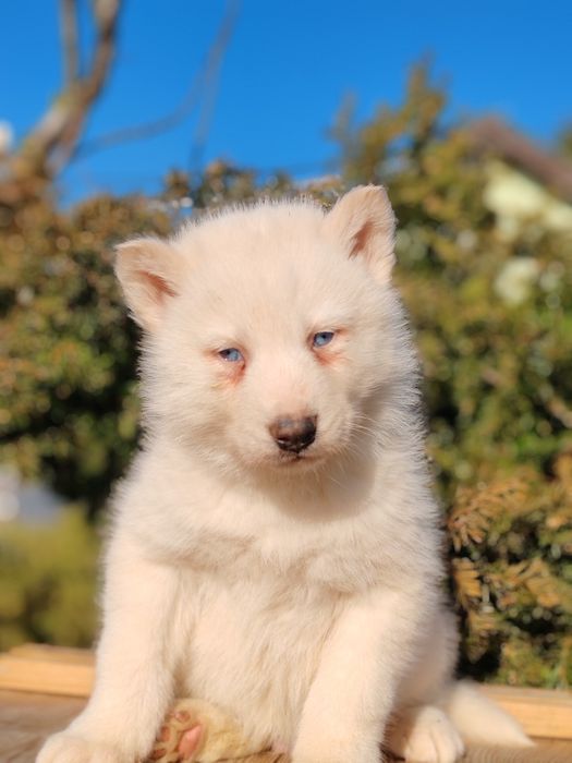 Husky siberian disponibile