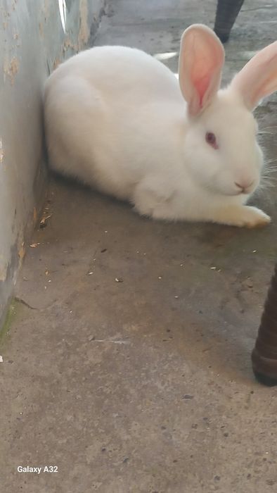Quyonlar sotiladi 3ta dona