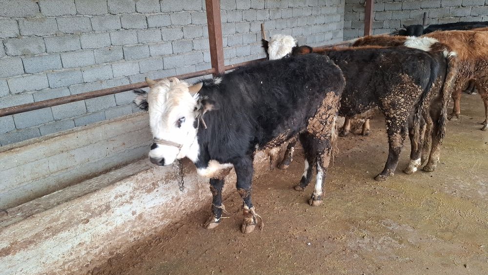 Жеті бас өгізшелер сатылады бір жерден