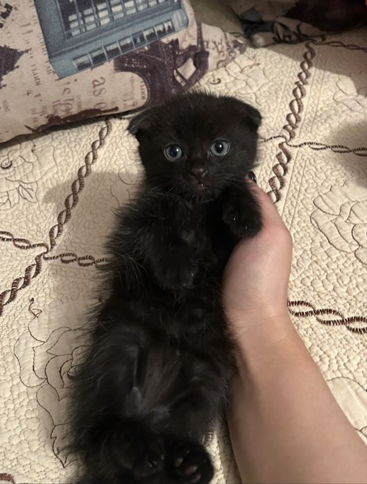 Продам котят , 2 месяц, очень ласковый