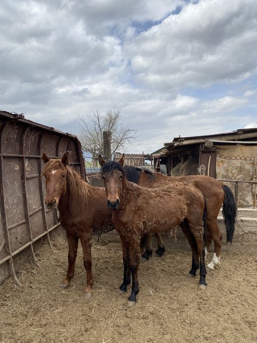 Құнан сатылады 4 ай байланған