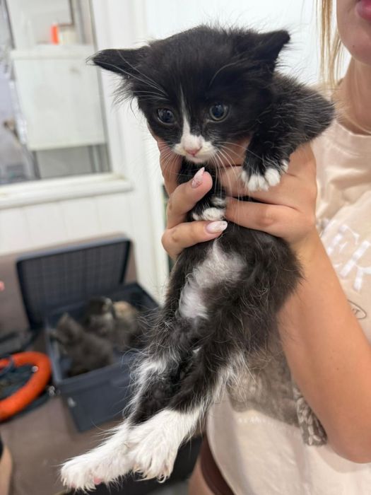 Котенок котята ищут дом