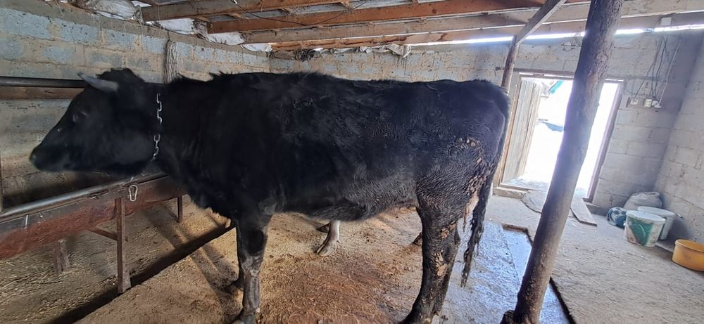 Продам корову 2 годовалый