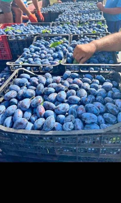 Vând prune pentru țuică sau pălincă pentru comenzi sunați la 0751860195