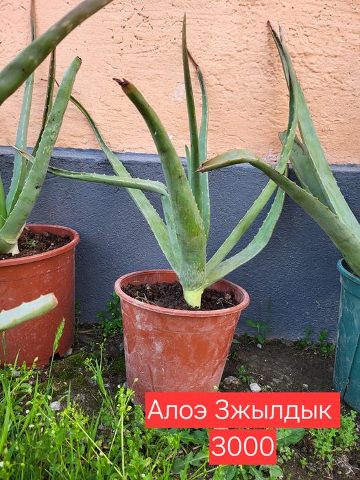 Алоэ уй гулдері.