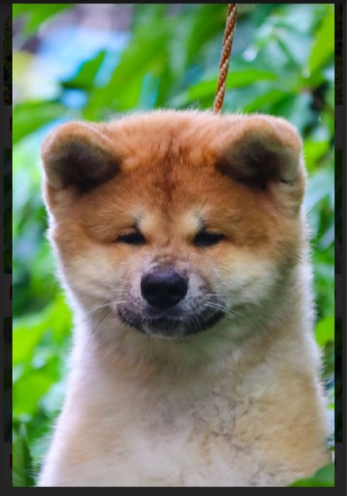 Щенки акита