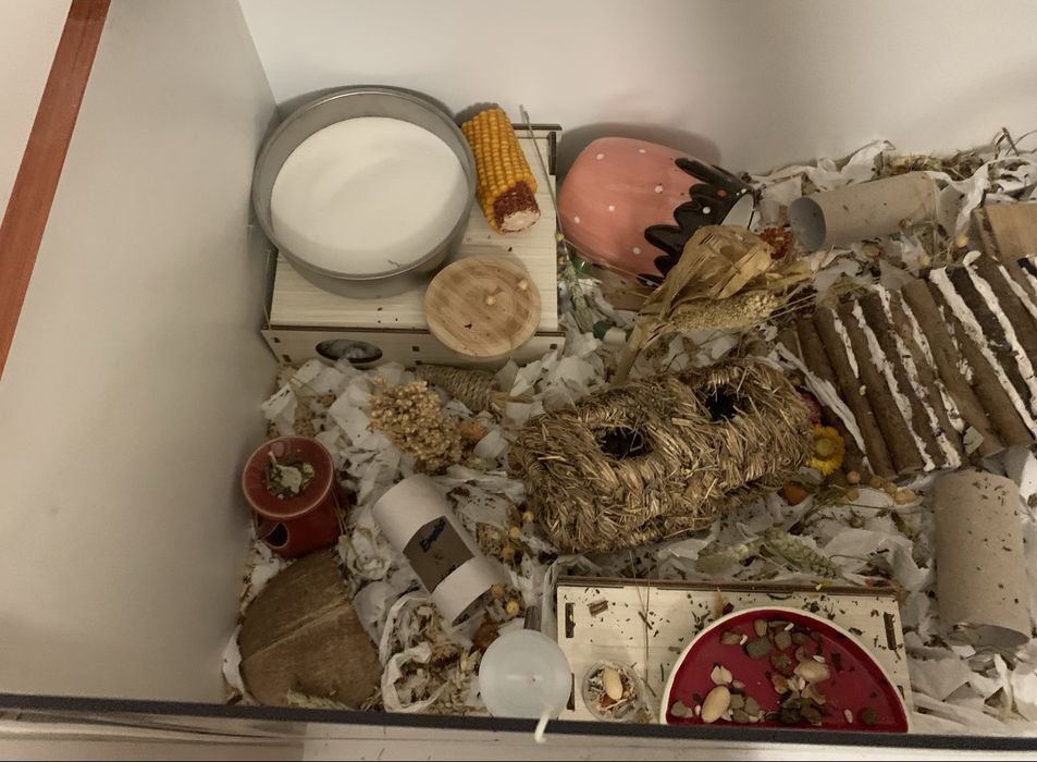 Hamster Enclosure