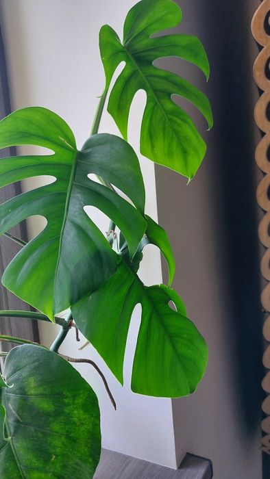 Крупнолистная Монстера