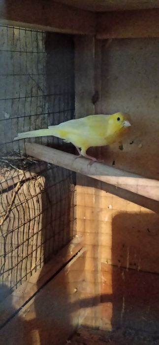 Кенора  лимонный  марковные