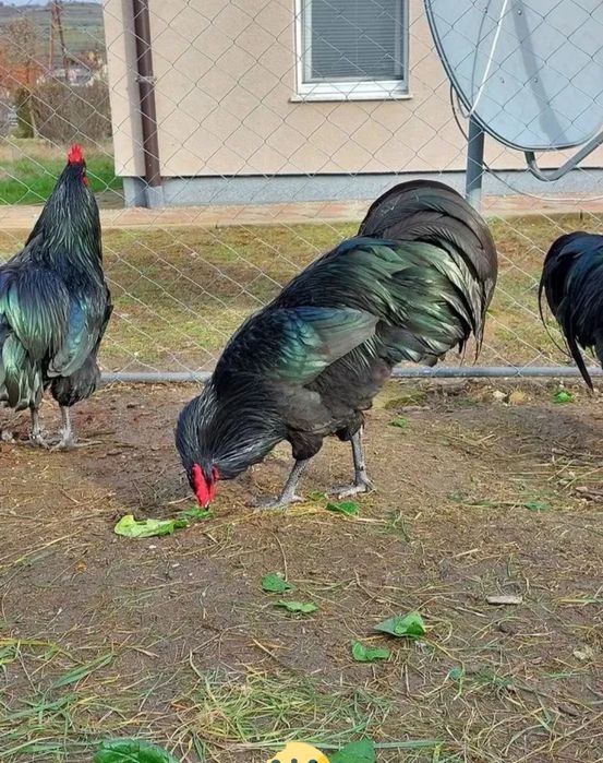 Qora shaxzoda horozlari sotiladi narhini kelishamiz 5 ta horoz