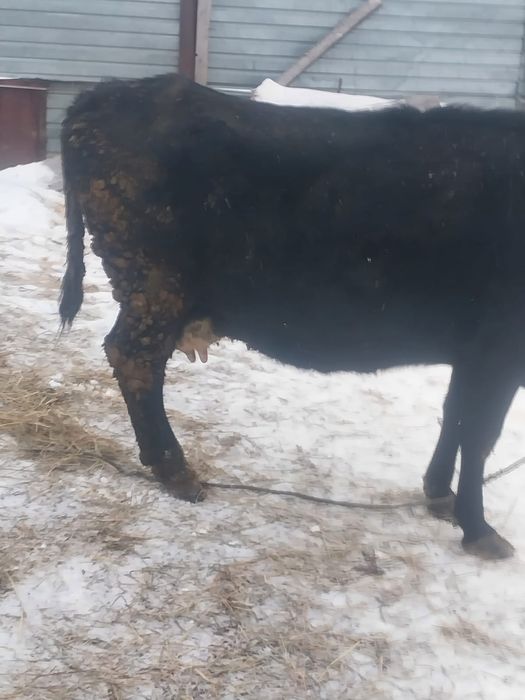 Сельхозживотные !