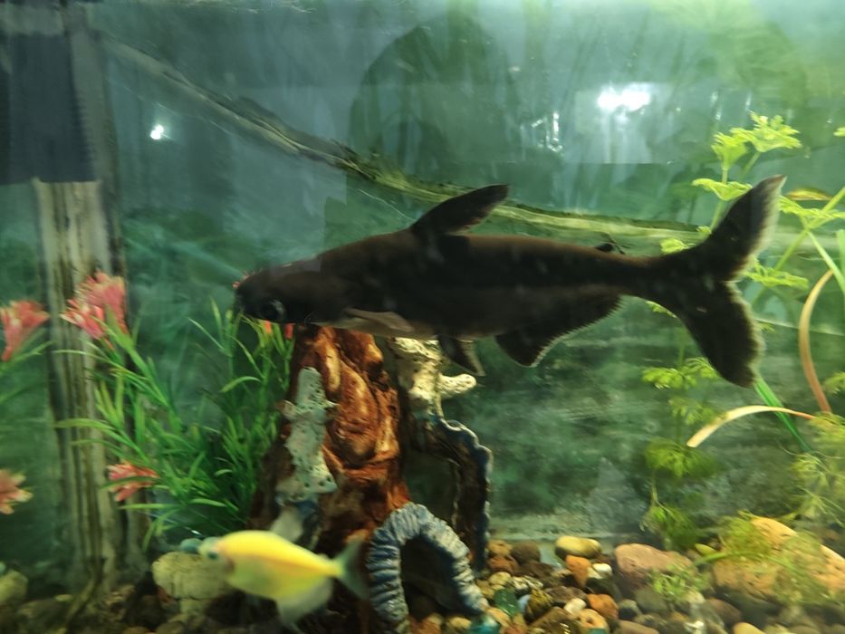 Срочно Акула, Пангасиус