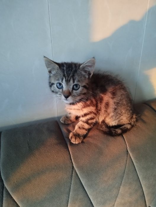 Mushuk bolasi sotiladi