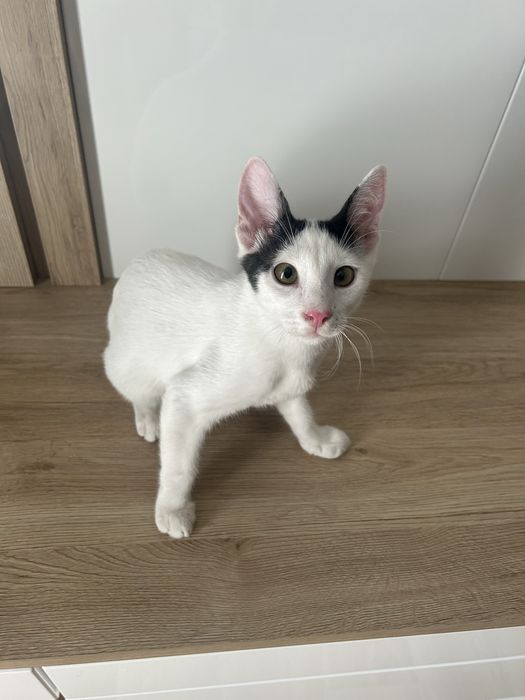 Малък Пухчо търси дом