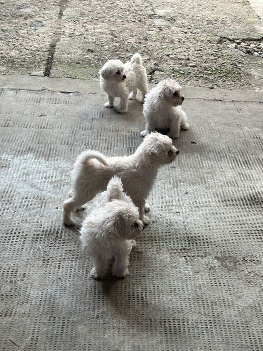 Pui Bichon Maltez de vânzare - 4 cățeluși