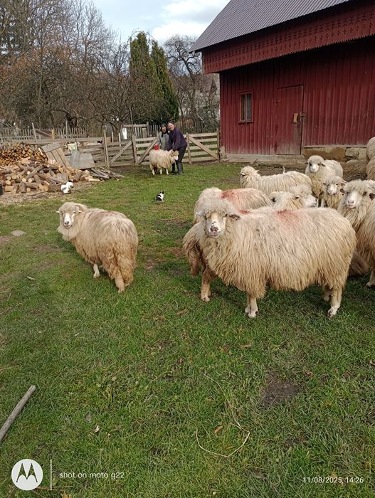 Șapte oi de vânzare