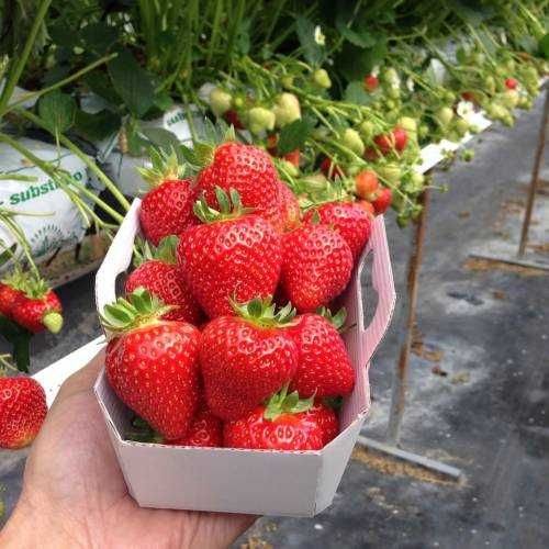 Stoloni Capsuni Remontant, Mur Thornfree, Agris, Albizia, Smochin