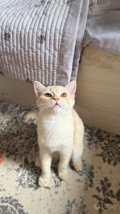 Котенок 5 месяцев